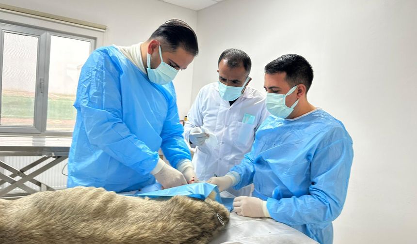 10 Ayda 2 Bini Aşkın Hayvan Şifa Buldu