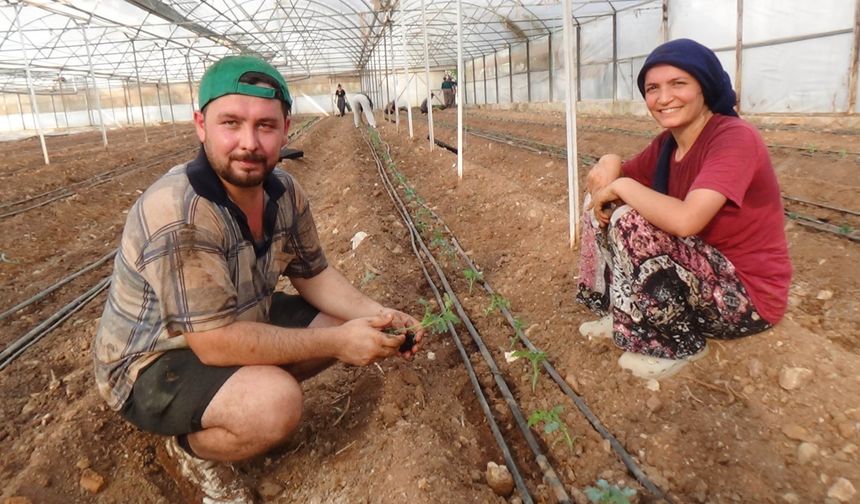 52 bin dönüm serada güz dönemi üretimi domates ekimiyle başladı