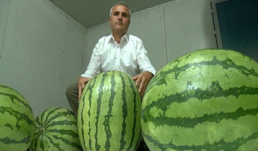 Diyarbakır’da karpuzlar yarışma için soğuk hava deposunda korunuyor