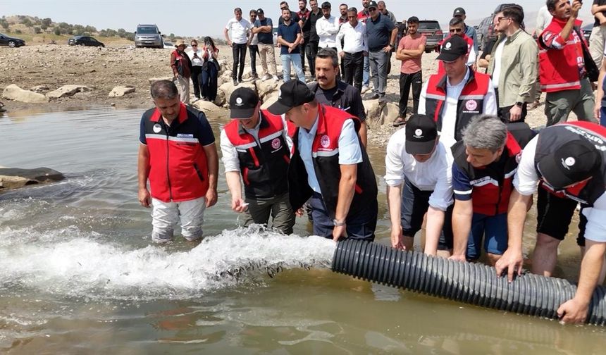 İki Milyon Balık Yavrusu Batman Baraj Gölüne Bırakıldı