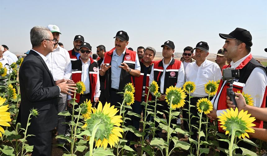 Batman’da, İkinci Ürün Olarak Ayçiçeği Ekimi Yaygınlaşıyor