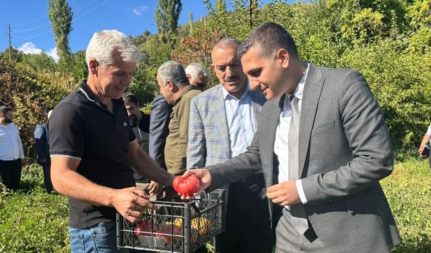 Kozluk Domatesinde Hasat Coşkusu