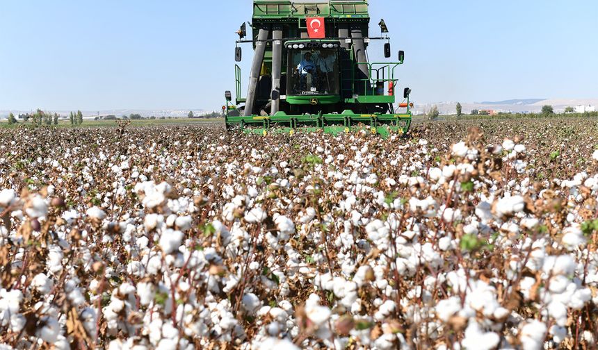 O ilde pamuk, kalite ve verimlilik için koruma altına alındı