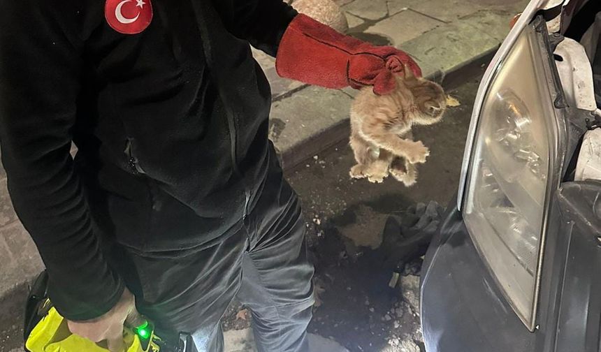 Bir Patinin Hayatını Kurtarmak İçin Seferberler