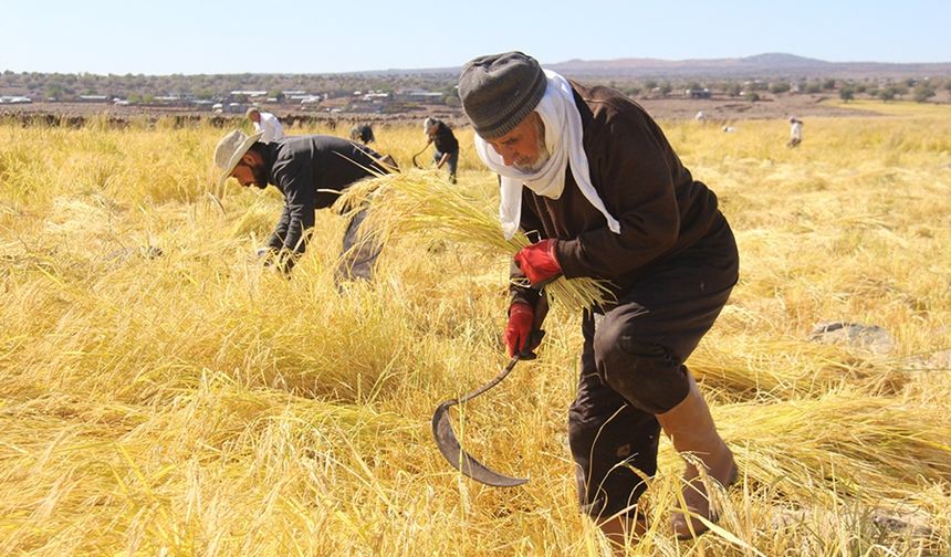 Karacadağ'dan sofralara uzanan lezzet: Qerejdax Pirinci