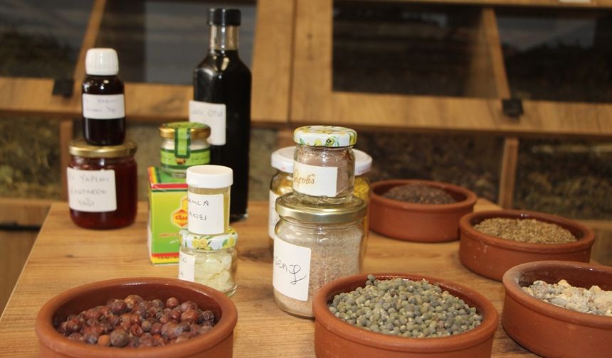 Bağışıklığa hangi bitki iyi geliyor? Zinde kalmak için ne yapmalıyız?