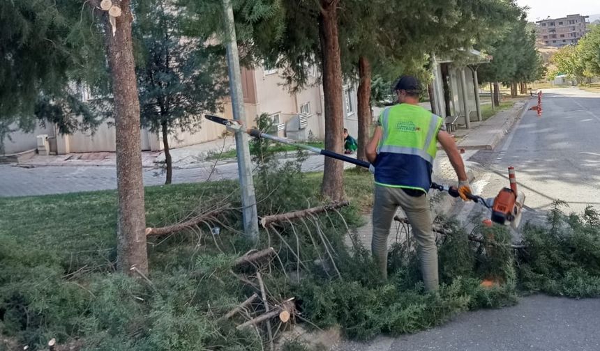 Batman’da Ağaç Budama Çalışmaları Başladı