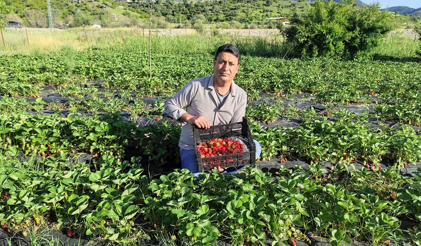 Batman'da yılın son çilek hasadı başladı