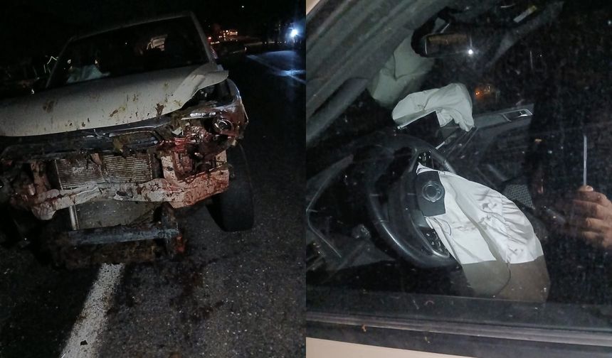 Araç koyun sürüsüne daldı 30 hayvan telef oldu