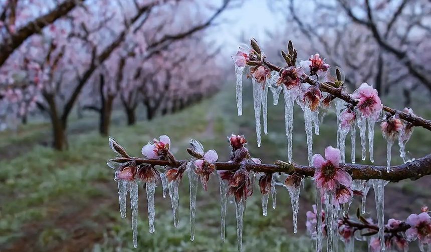 Zirai dondan etkilenen çiftçilere destek ödemesi hesaplara aktarıldı