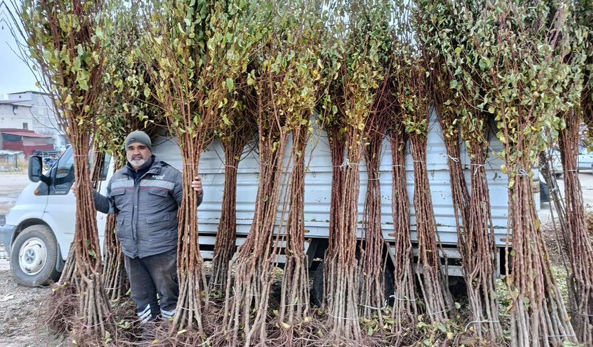 Kayısı fidanı satıcıları: Talep artarak büyüyor