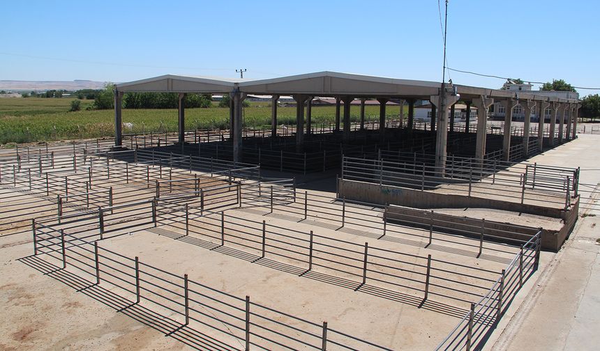 Batman'da hayvan pazarı yeniden açıldı