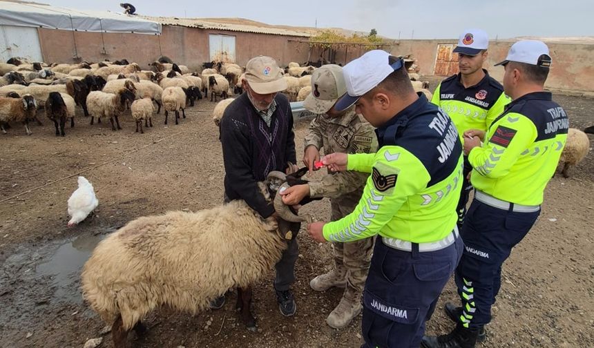 Sürü hayvanlarına gece görünürlüğü için reflektif bant uygulandı