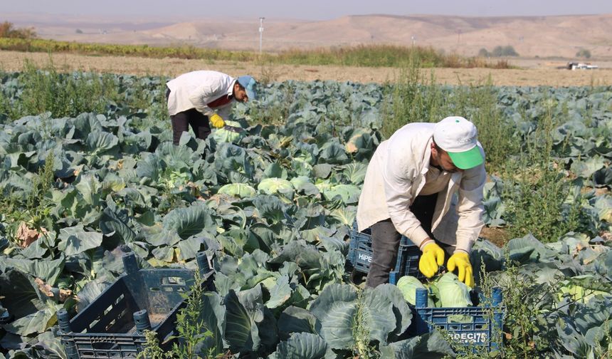 “Ürün verimli ama fiyatlar yüzünden zarar ediyoruz”