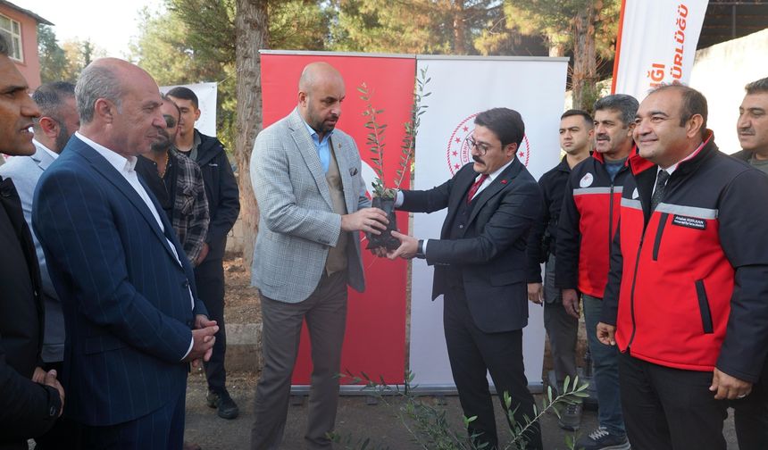 Çiftçilere Büyük Destek: 9 Bin 500 Zeytin Fidanı Dağıtıldı