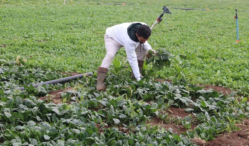 Batman’da Dolu Felaketi Ürünler Tarlada Kaldı; Çiftçiler Devlet Desteği Bekliyor