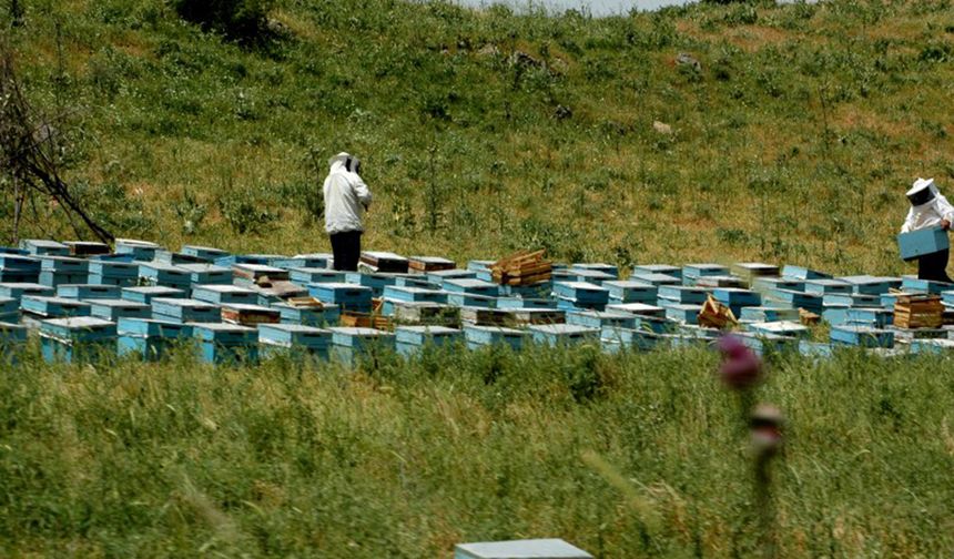 Bu yıl bal verimi düştü, kalite arttı