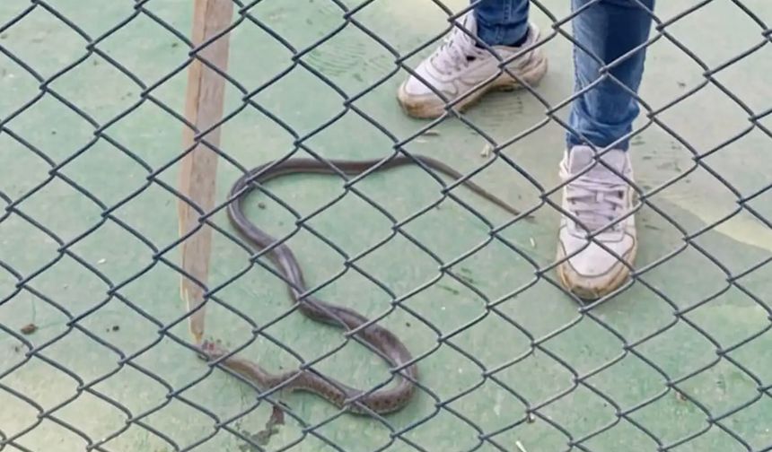 Çocuk oyun parkında yılan paniği