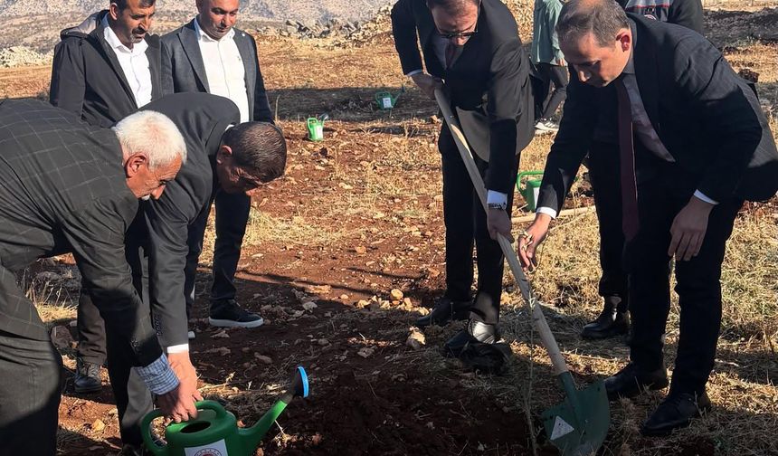 Şırnak’ta çiftçilere zeytin fidanı dağıtıldı