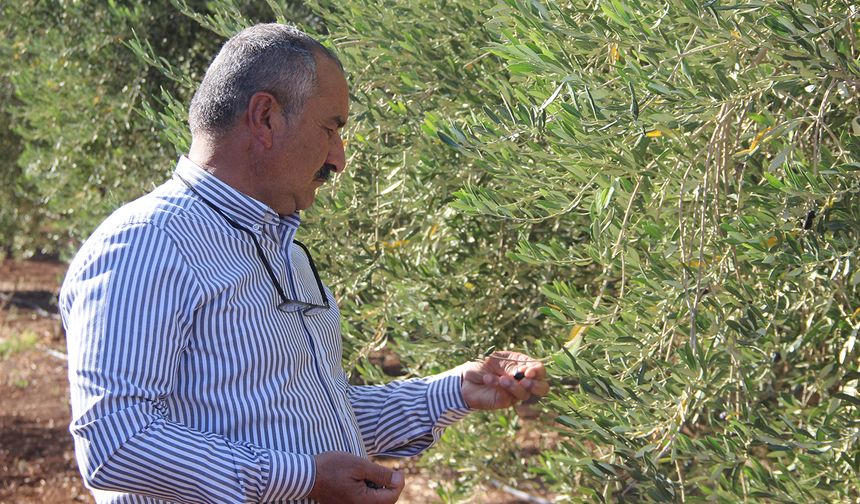 Şırnak’ta zeytine don vurdu