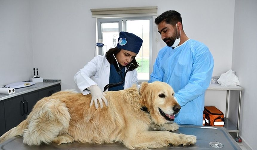 Batman’da Çöp Mamaya Dönüştü