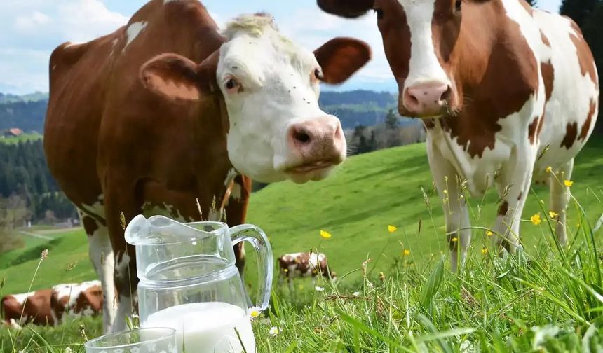 Ekimde toplanan inek sütü 895 bin ton oldu