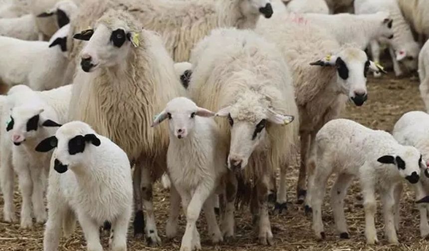 TİGEM'den 1200 küçükbaş hayvan için satış ihalesi