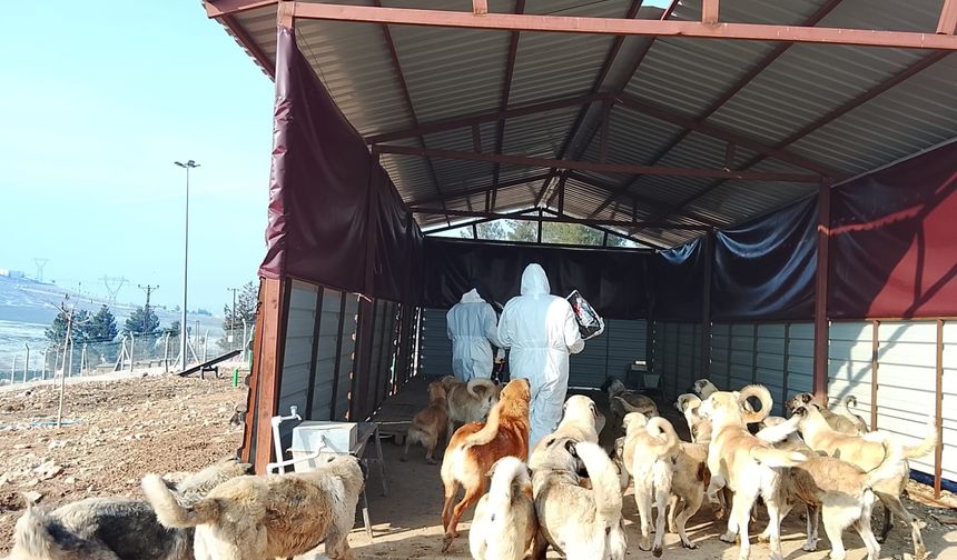 2 Bin 500 Hayvanın Maması Yüzde 50 Artırıldı