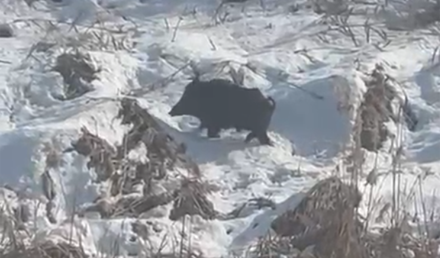 Aç Kalan Yaban Domuzları Yerleşim Yerlerine İndi