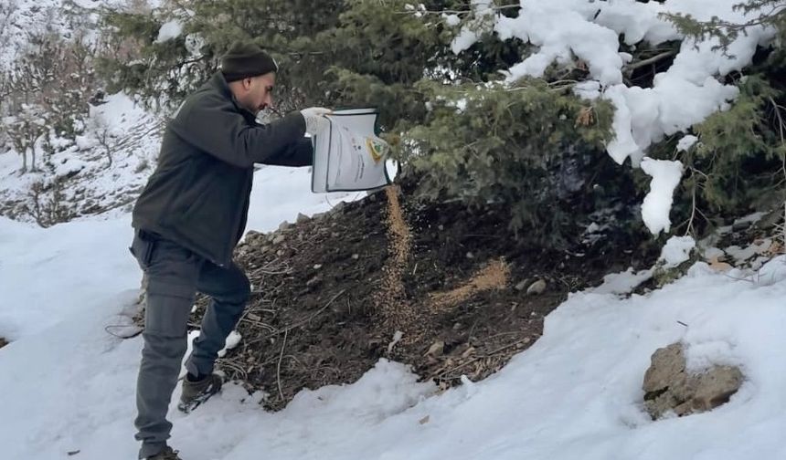 Sason’da Yaban Hayvanları İçin Doğaya Yem Bırakıldı