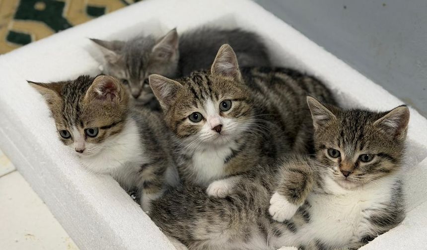 Yaralı Kediler Yeniden Hayata Tutunuyor