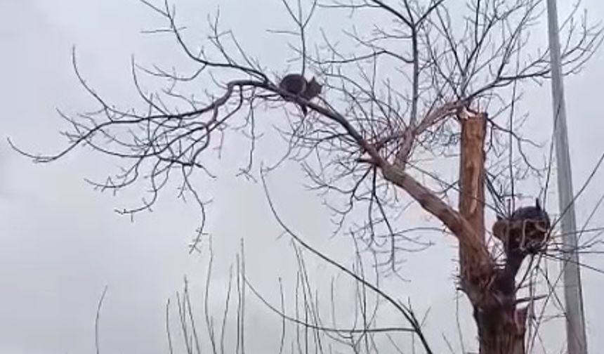 Ağaçta mahsur akalan kedi kurtarıldı