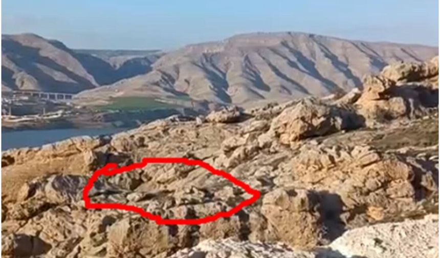 Batman'da dağ keçileri sürü halinde görüntülendi