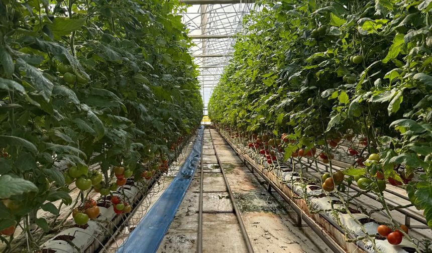 Batman’da Topraksız Üretimle Yeni Dönem Başladı