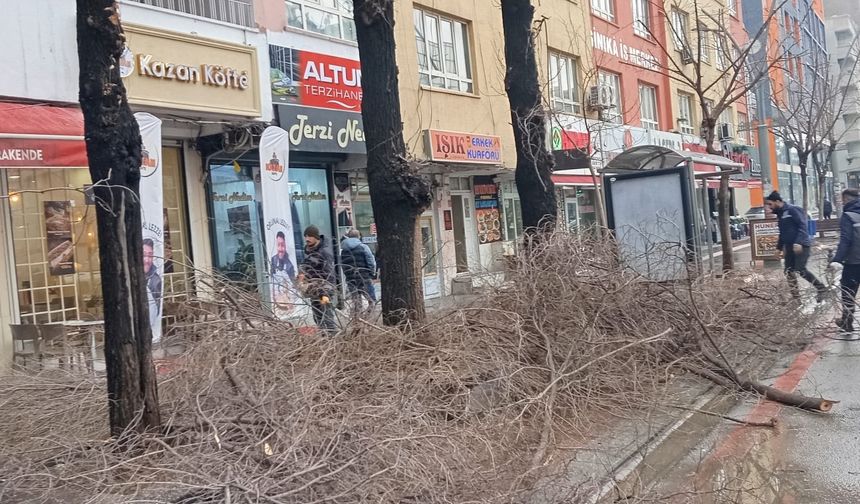 Batman’da trafiği engelleyen ağaçlar budandı