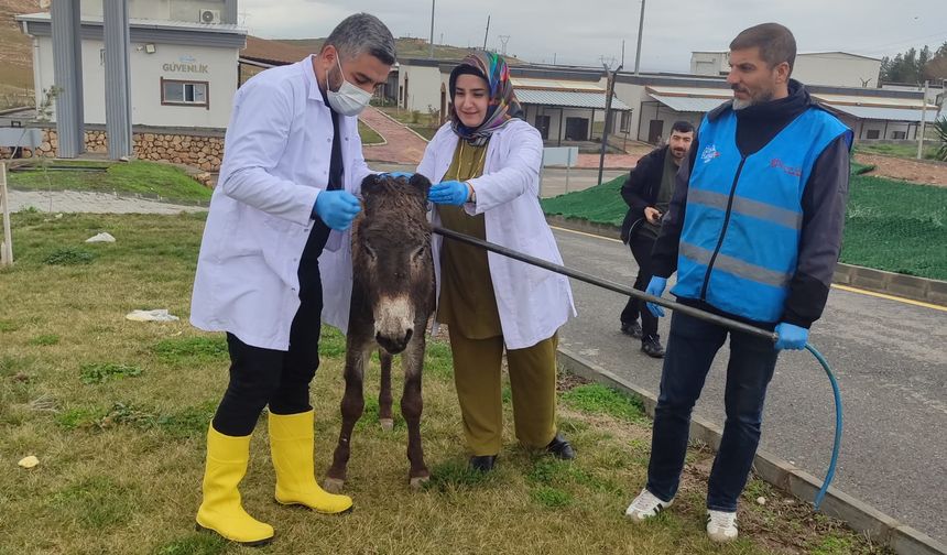 Sahipsiz Eşeğe Şefkat Eli