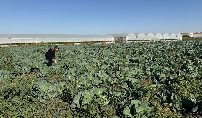 Şubat’ta Lahana ve Marul Üreticilerine Kritik Uyarı
