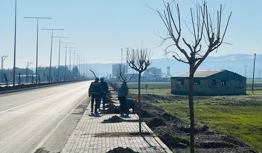 Hasankeyf Yoluna 20 Kilometrelik Ağaçlandırma