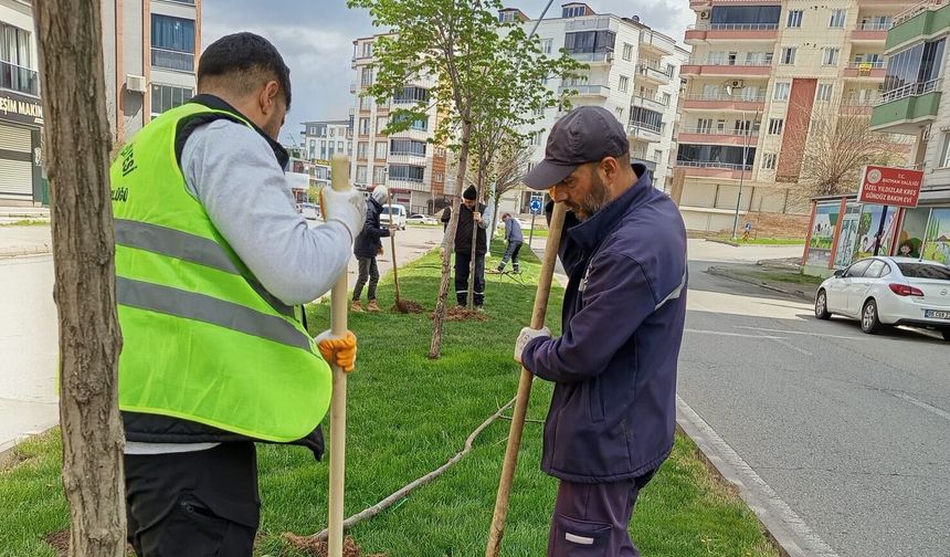 Batman’da 13 Günde 1000’e Yakın Ağaç Toprakla Buluştu