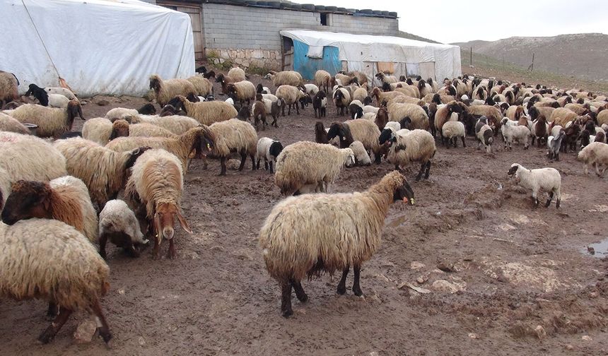 Batman’da Bahar Alarmı: Kene ve Aşı İhmali Üreticiyi Vurabilir!