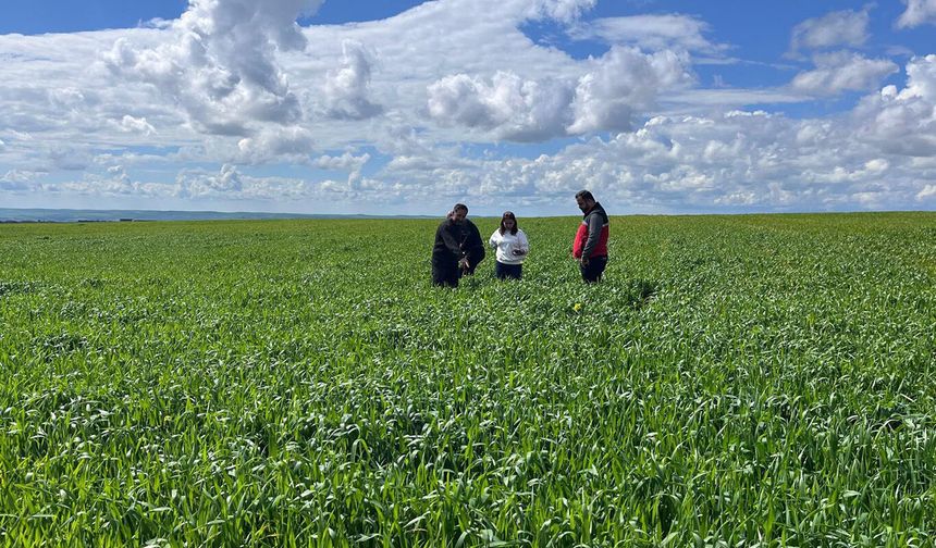 Batman’da Buğday Tarlalarına Hastalık Alarmı