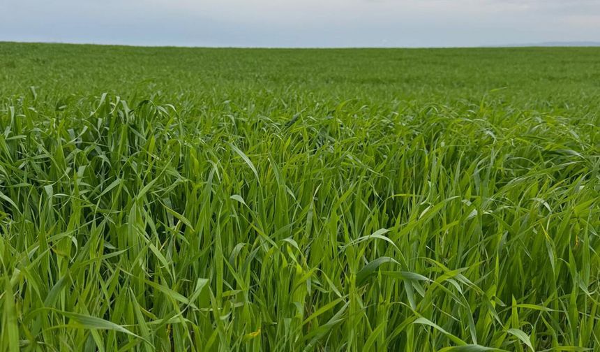 Batman’da Buğday Tarlalarında Kök Çürüklüğü ve Yatma Tehlikesi