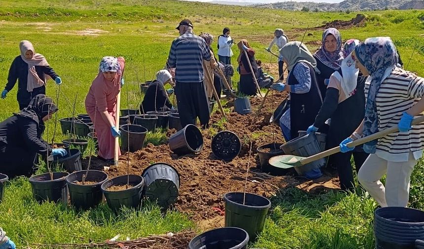 Batman’da Dev Yeşil Hamle: 9 Bin 460 Meyve Fidanı Toprakla Buluşuyor