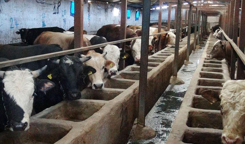 Batman’da Hayvancılık Alarm mı Veriyor? Üreticiler Ne İsityor?