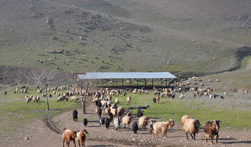Batman’da Kurbanlıkta Sorun Yok Ama Yer Sıkıntısı Var