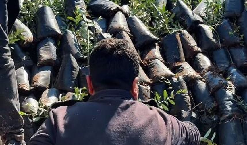 Hasankeyf’te Zeytin Devrimi: 24 Bin Fidan Toprakla Buluştu!