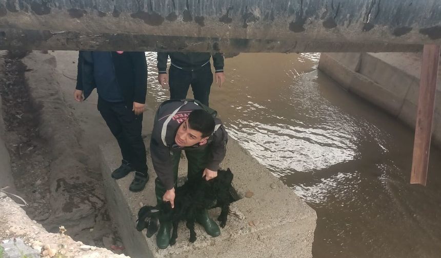 Merakı Canına Mal Oluyordu! Dereye Düşen Minik Keçiyi İtfaiye Kurtardı