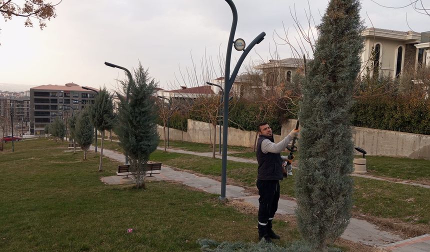 Ağaçlar Estetikle Buluşuyor