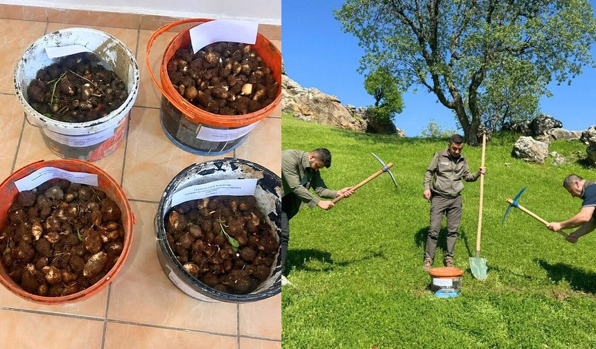 Kaçak salep operasyonu: 4 kişiye 699 bin TL ceza