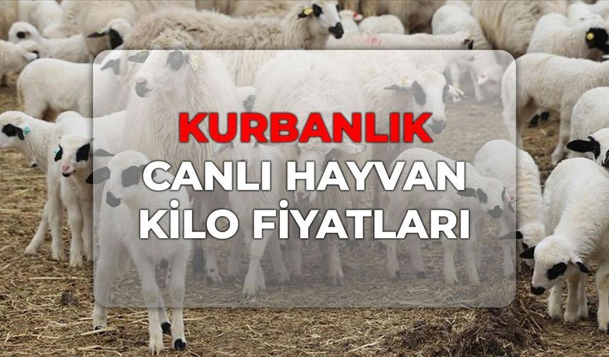 Büyükbaş, Küçükbaş canlı hayvan kilo fiyatı ne kadar? Kurbanlık canlı hayvan kilo fiyatları 2026!